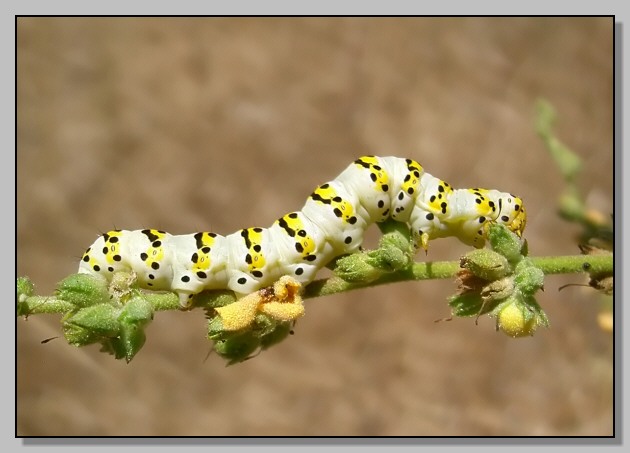 Bruco di Cucullia lychnitis